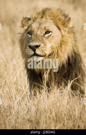 Okavango Delta, Botswana. Nahaufnahme der männlichen Löwen. Stockfoto