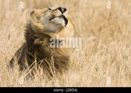 Okavango Delta, Botswana. Nahaufnahme der männliche Löwe seine Mähne schütteln. Stockfoto
