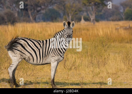Okavango Delta, Botswana, Afrika. Profilansicht eines Ebenen Zebras. Stockfoto