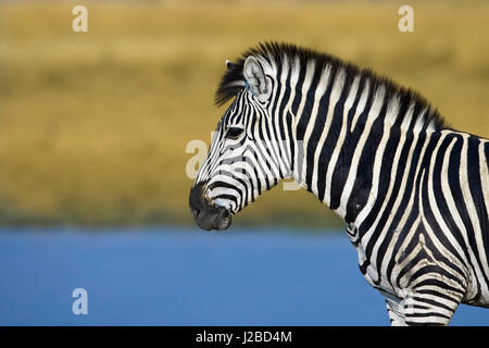 Okavango Delta, Botswana. Ebenen Zebra stehen neben einem Teich. Stockfoto