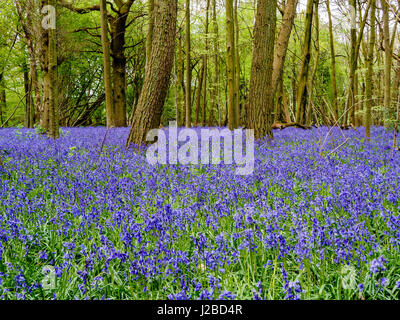 Ein Teppich aus Glockenblumen in Johannas-Morgen-Wald in der Nähe von Hinton Ampner, Hampshire im April 2017 Stockfoto