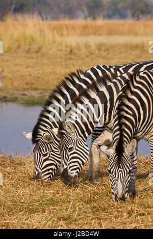 Okavango Delta, Botswana. Drei Ebenen Zebras grasen. Stockfoto