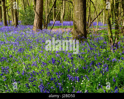 Ein Teppich aus Glockenblumen in Johannas-Morgen-Wald in der Nähe von Hinton Ampner, Hampshire im April 2017 Stockfoto