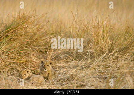 Shinde Camp, Okavango Delta, Botswana. Löwenbabys, versteckt in den Rasen. Stockfoto