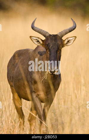 Okavango Delta, Botswana. Nahaufnahme der gemeinsamen Kudus. Stockfoto