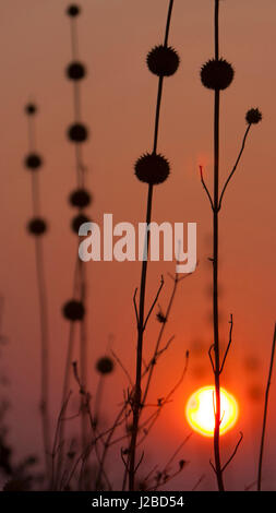Okavango Delta, Botswana. Afrika. Disteln bei Sonnenuntergang. Stockfoto