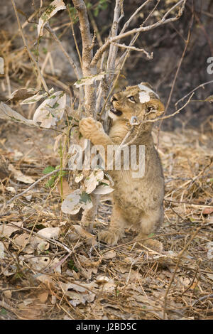 Okavango Delta, Botswana. Nahaufnahme der Löwen Angriff auf Zweigen. Stockfoto