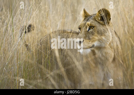Okavango Delta, Botswana. Nahaufnahme der Löwe stehend in hohe Gräser. Stockfoto
