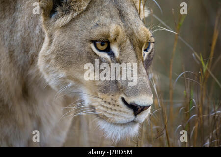 Okavango Delta, Botswana. Nahaufnahme eines weiblichen Löwen. Stockfoto