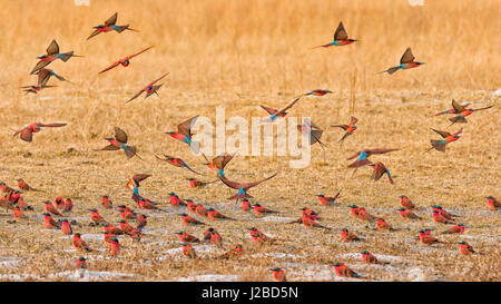 Okavango Delta, Shinde Camp, Botswana, Afrika. Kleine Bienenfresser. Stockfoto