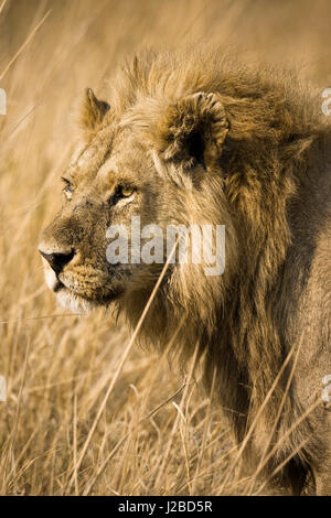 Okavango Delta, Botswana. Nahaufnahme eines männlichen Löwen. Profil. Stockfoto