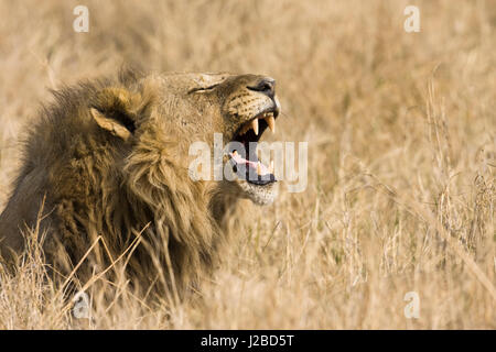 Okavango Delta, Botswana. Nahaufnahme der männlichen Löwen brüllen. Stockfoto