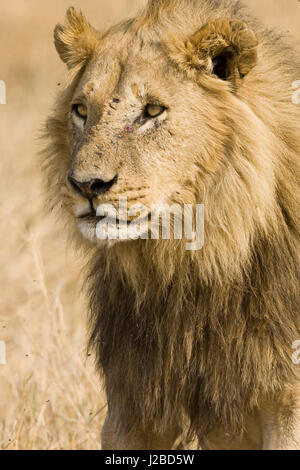 Okavango Delta, Botswana. Nahaufnahme des Löwen. Stockfoto