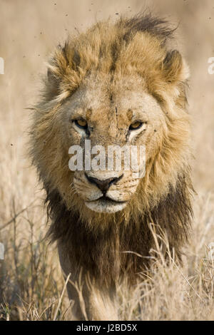 Okavango Delta, Botswana. Nahaufnahme eines männlichen Löwen Annäherung an Kopf auf. Stockfoto