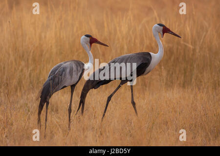 Shinde Camp, Okavango Delta, Botswana, Afrika. Ein paar der Flecht-Krane in golden Grass gehen. Stockfoto