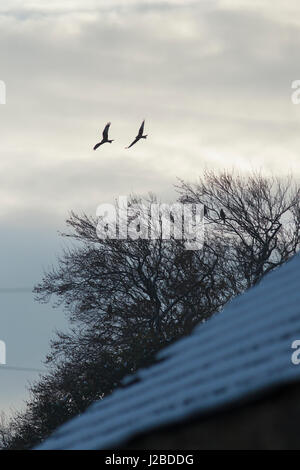 Rotmilan (Milvus milvus) zwei Vögel im Baum gehockt und zwei Vögel fliegen über Schnee Dach abgedeckt, West Yorkshire, England, November Stockfoto