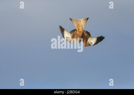 Rotmilan (Milvus milvus) Erwachsenen, Tauchen, West Yorkshire, England, Januar Stockfoto