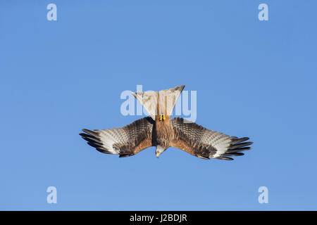 Rotmilan (Milvus milvus) Erwachsenen, Tauchen, West Yorkshire, England, März Stockfoto