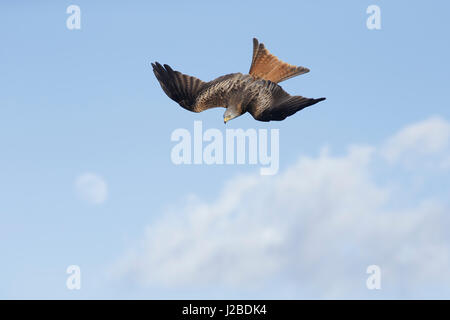 Rotmilan (Milvus Milvus) unreif, in Tauchen, West Yorkshire, England, März Stockfoto