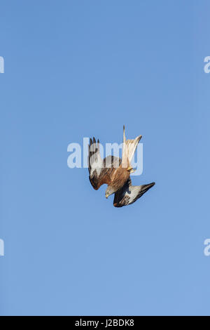 Rotmilan (Milvus milvus) Erwachsenen, Tauchen, West Yorkshire, England, März Stockfoto
