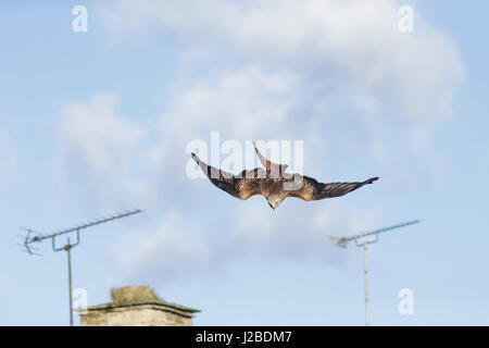 Rotmilan (Milvus Milvus) unreif, im Flug über Gärten, West Yorkshire, England, März Aufräumvorgang Stockfoto