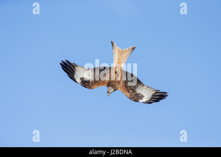 Rotmilan (Milvus milvus) Erwachsenen, Tauchen, West Yorkshire, England, März Stockfoto