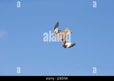 Rotmilan (Milvus milvus) Erwachsenen, Tauchen, West Yorkshire, England, März Stockfoto