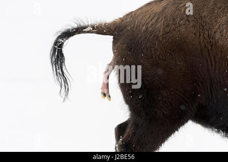 Amerikanischer Bison / Amerikanischer Bison (Bison Bison) gebiert ein Kalb in Winter, abortive Geburt im Schnee, Nahaufnahme, Februar, Yellowstone NP, Angeles Stockfoto