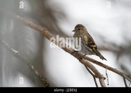 Pine Zeisig / Fichtenzeisig (Spinus Pinus) im Winter, thront in einem Nadelbaum-Baum, in natürlicher Umgebung, Yellowstone Bereich, Montana, USA. Stockfoto