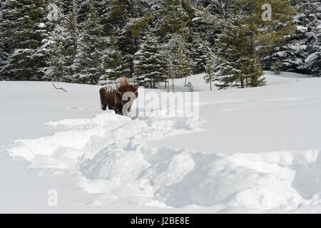 Amerikanischer Bison / Amerikanischer Bison (Bison Bison) im Winter, alte Bullen geräumt Schnee von Vegetation mit seinem massiven Kopf, typischen tierischen Track, Ye Stockfoto