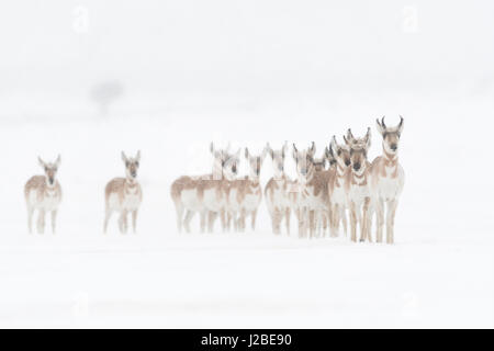 Pronghorns / Gabelböcke / Gabelantilopen (Antilocapra Americana) im Winter, kleine Herde auf offenen Schnee bedeckt hügelige Ebenen von Montana, USA. Stockfoto