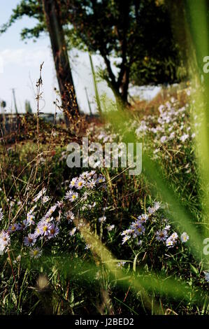 Sommer Tag Stockfoto