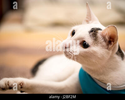 Neugierige Katze im blauen Hemd spielt auf Bett Stockfoto