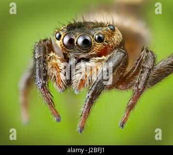 Malaysia, die Spinne, Salticidae springen, hoch Makro "gestapelt" Bild, Stockfoto