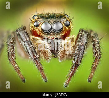 Malaysia, die Spinne, Salticidae springen, hoch Makro "gestapelt" Bild, Stockfoto