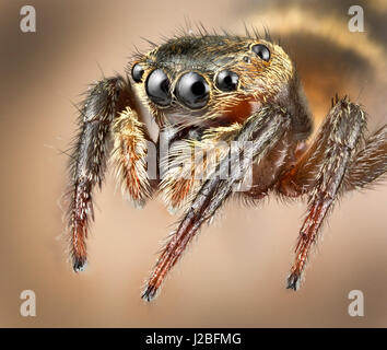 Malaysia, Spinne, Salticidae, Plexippus sp springen, "gestapelt hohe Makro' Bild Stockfoto