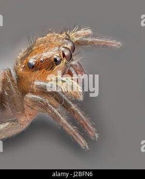 Malaysia, die Spinne, Salticidae springen, hoch Makro "gestapelt" Bild, Stockfoto