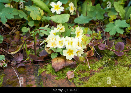 Gelbe Primeln (Primula Vulgaris) wächst im grünen Garten Unterholz im Frühjahr. Bedfordshire, UK. Stockfoto