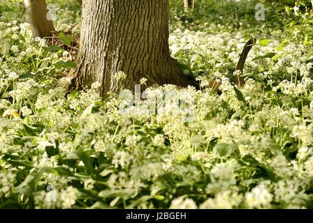 Bärlauch-Masse, die Blüte im Unterholz Stockfoto