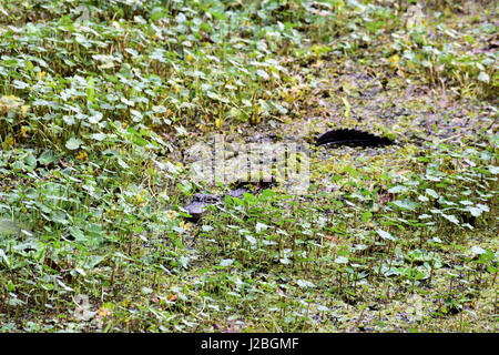 Alligator ausblenden Stockfoto