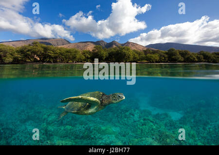 Grüne Meeresschildkröte schwimmt über Korallen bei Olowalu, Maui mit den West Maui Bergen in der Ferne. Stockfoto