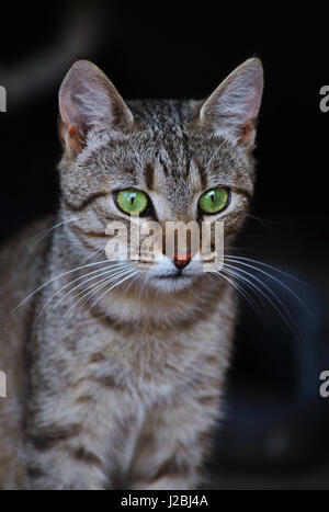 Porträt der Katze mit großen grünen Augen wegsehen. Stockfoto
