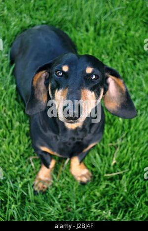 Glücklich schwarze und braune Dackel im Garten. Stockfoto