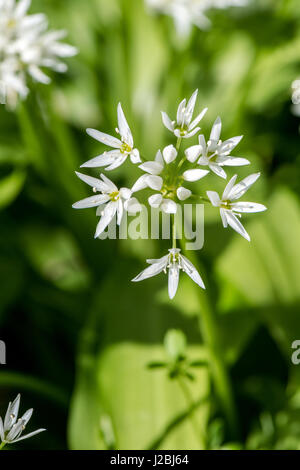 Wild Knoblauch eine feuchten Wald Blume. Stockfoto