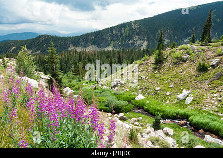 Bunter Frühling Wildblumen blühen in einer Colorado Rocky Mountains Landschaft Szene Stockfoto