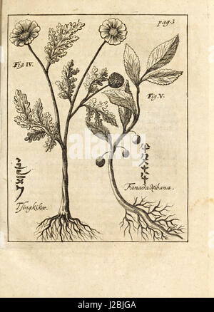 "Miscellanea Curiosa, Sive Ephemeridum Medico-Physicarum Germanicarum" (1700) Stockfoto