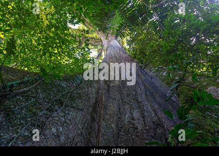 Riesiger Ceiba-Baum im Amazonas-Regenwald mit einem niedrigen Winkel, Yasuni-Nationalpark, Ecuador. Stockfoto