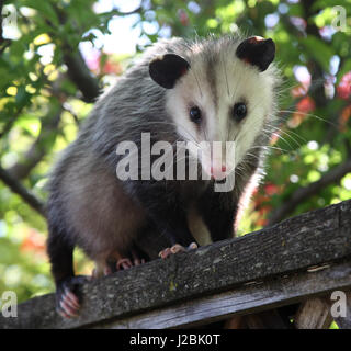 Schwanger Opossum auf Hinterhof Zaun in San Jose Kalifornien (Didelphis Virginiana) Stockfoto