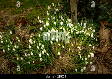 Gruppe von Schneeglöckchen im Schatten eines Baumes auf der kleinen Nordfriesland-Insel Amrum, Deutschland Stockfoto