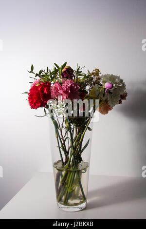 Blumen, die gerade erst anfangen zu welken in einer hoch transparente Vase und Wasser auf einer weißen Fläche und vor einer weißen Wand. Stockfoto